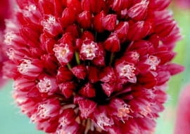 Czosnek Scorodoprasum. Kwiaty cebulowe