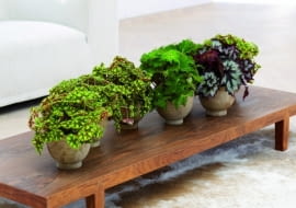 Mieszanka begonii o ozdobnych liściach m.in.: Begonia Bowera (Begonia Boweri) i Begonia Rex. Begonie lubią cieniste lub półcieniste stanowisko, dużą wilgotność powietrza i temperaturę 20 st.C.