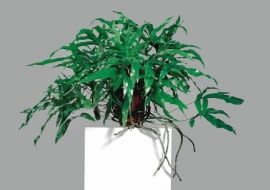 Paprocie nie wysuwają wprawdzie samych korzeni, ale kłącza, czyli zgrubiałe pędy podziemne, nierzadko pokryte miękkimi łuskami.