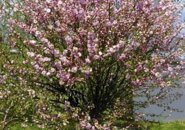 ONE TIME USE ONLY DO JEDNORAZOWEGO UZYCIA MIGDALEK TROJKLAPOWY PRUNUS TRILOBA DRZEWO LISCIASTE FOT. ADAM MAROSZ SLAJD MALY PUBLIKACJA OGRODY NR 3 (71) - 3.2005 SLOWA KLUCZOWE: DRZEWA KWIATY ROSLINY