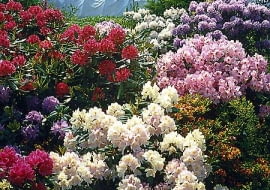 Rododendrony odporne na mróz najlepiej posadzić na rabacie z innycmi różanecznikami i azaliami. Na przełomie maja i czerwca tworzą bajeczne widowisko w ogrodzie.