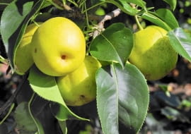 Owoce gruszy japońskiej przypominają kształtem jabłka