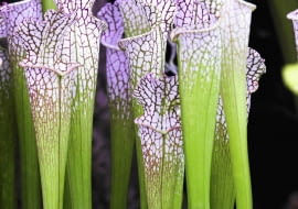 SLOWA KLUCZOWE: Sarracenia leucophylla