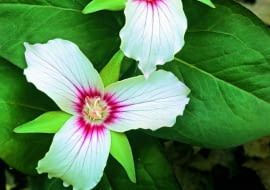 Trójlist falisty (T. undulatum) wyróżnia się wzorem na płatkach.