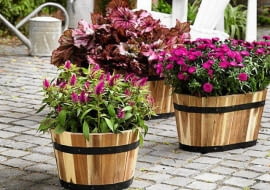 SLOWA KLUCZOWE: efterAYr autumn hAst herbst inspiration anregungen fd55 aster novi-belgii heuchera rosa pink