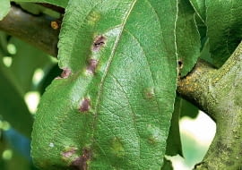 UWAGA ! DO JEDNORAZOWEJ PUBLIKACJIPARCH JABLONI - CHOROBA GRZYBOWA , PORAZONE LISCIE DRZEWAFOT. ANNA KULIKOWSKAPUBLIKACJA MAGNOLIA NR 5 (49) - 5 2016