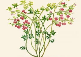 ROZA PNACA ROSA CIECIE PIELEGNACJA RYS. KATARZYNA DYRSKA PUBLIKACJA OGRODY NR 5 (61) - 5.2004 SLOWA KLUCZOWE: ROSLINY GRAFIKA