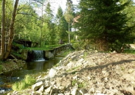 Rośliny nad strumieniem