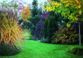 Trawy ozdobne i przebarwiające się drzewa jesienią tworzą malownicze obramowanie trawnika.