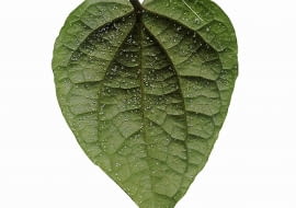 Malutkie kuleczki na spodzie liści pieprzu są objawem srebrzystości fizjologicznej.