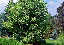 Rozłożysta korona tulipanowca wymaga sporo miejsca. Sadząc młody egzemplarz zostawmy wokół niego po 2-3 m pustej przestrzeni.