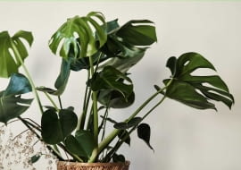 monstera