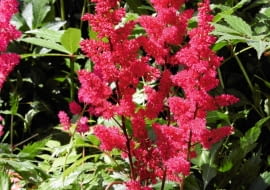 Drobne, zebrane w wiechy kwiaty w sprzyjających warunkach mogą kwitnąć nawet 4 tygodnie.