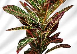 19.03.2003 KROTON FOT. MICHAL MUTOR / AGENCJA GAZETA