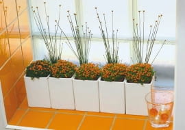 23.06.2005 WARSZAWA - CZTERY KATY - KWIATY FOT. BRUNO FIDRYCH / AGENCJA GAZETA PUBLIKACJA CZTERY KATY NR 9 (167) - 9.2005 SLOWA KLUCZOWE: WNETRZA ROSLINY ZDJĘCIE DO WKŁADKI: PUBLIKACJA CZTERY KATY NR 9 (167) - CZASOPISMA