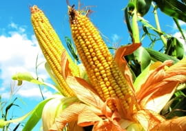 Konsumpcyjne odmiany kukurydzy zbieramy, gdy ziarno jest jeszcze miękkie. Ich kolby także są bardzo dekoracyjne.