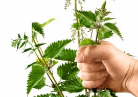 POPARZONE MIEJSCA natarte sokiem mięty, babki lub szczawiu albo oliwą przestają dokuczać.