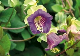Cobea scandens