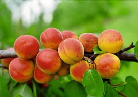 DRZEWO MORELA OWOCE PRUNUS ARMENIACA ' EARLY ORANGE ' FOT. MARIA LICZNAR - MALANCZUK PUBLIKACJA OGRODY NR 3 (107) - 3 2008 SLOWA KLUCZOWE: DRZEWA OWOCE