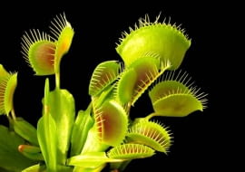 Rośliny owadożerne. Muchołówka (Dionea)
