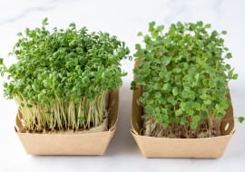 Rzerzucha na wielkanoc