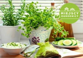 Ziołowy ogródek od zaraz. Miejscy ogrodnicy