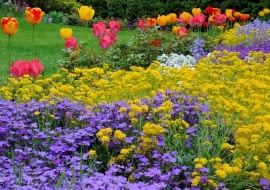 Wiosenna rabata z tulipanami, żagwinem i smagliczką. Kwiaty pzrekwitną, tulipany zostaną wykopane, a zielony dywan z żagwinu i smagliczki nadal będzie zdobić ogród.