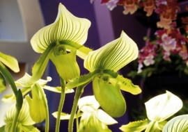 Storczyk - Paphiopedilum maudiae 'green stripe'