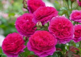 Róża 'Gabriel Oak®’ hod. David Austin Roses (2019)