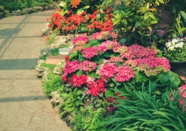 hortensja ogrodowa w towarzystwie innych roślin