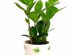 zamioculcas zamiifolia