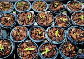 Nawet młode siewki uprawia się w specjalnym podłożu dla storczyków. Każdy okaz sadzimy w osobnej doniczce z otworami w dnie i starannie pielęgnujemy.