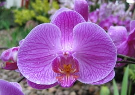 Falenopsis można kupić nawet w hipermarkecie. Słynie z długiego okresu kwitnienia. nie sprawia problemów uprawowych