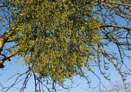 POJEDYNCZE OKAZY JEMIOŁY BIAŁEJ czasami pojawiają się w sadach na starych jabłoniach.