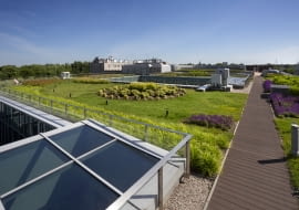 Zielony dach na Wydziale Neofilologii Uniwersytetu Warszawskiego