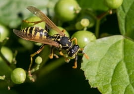 Klecanka rdzaworożna