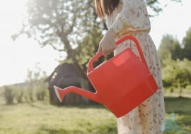 podlewanie pomidorów