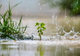 Nadmierny deszcz w ogrodzie