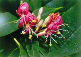 ONE TIME USE ONLY DO JEDNORAZOWEGO UZYCIA LONICERA HENRYI WICIOKRZEW HENRYEGO PNACZE FOT. SZCZEPAN MARCZYNSKI PUBLIKACJA OGRODY NR 11 (79) - 11.2005 SLOWA KLUCZOWE: KWIATY ROSLINY