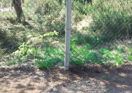 Glicynia przy ogrodzeniu