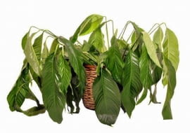 Zalany egzemplarz skrzydłokwiatu więdnie i wygląda, jakby został przesuszony.