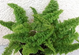 Paproć Nefrolepis wysoki 'Norwoodii' (Nephrolepis exaltata)