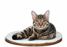 Zanim kot z nami zamieszka, warto zastanowić się, jak przygotować dom, by nowy mieszkaniec poczuł się w nim dobrze oraz był z nami szczęśliwy - a my z nim. Koty potrzebują dobrze zorganizowanej przestrzeni. Nieodpowiednie warunki mogą być przyczyną stresu, chowania się pod meblami, gorszego kontaktu z ludźmi. <BR />ZWIERZAKI - AKCESORIA. Legowisko mocowane na ścianie, 85 zł, animalia.pl