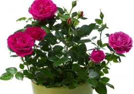 MINIATUROWE RÓŻE w doniczkach, podobnie jak te na rabatach, muszą zimą "odpocząć".