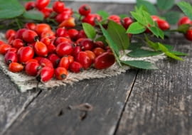 Róża dzika (Rosa canina),