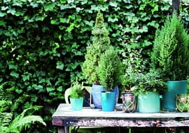 Przesłona z bluszczu i iglaków zatrzyma uliczny kurz.