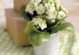 UWAGA ! DO JEDNORAZOWEJ PUBLIKACJI KALANCHOE ' PARIS ' Z SERII QUEEN ROSE FLOWERS - ROSLINA DONICZKOWA FOT. BIURO KWIATOWE HOLANDIA PUBLIKACJA KWIETNIK NR 1 (181) - 1 2010 SLOWA KLUCZOWE: ROSLINA KWIAT ZDJĘCIE DO WKŁADKI: PUBLIKACJA KWIETNIK NR 1 (181) - CZASOPISMA