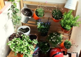 Jeśli do dyspozycji mamy jedynie fragment ściany wcale nie trzeba się zrażać. Na drewnianych szczeblach można w dowolny sposób powiesić doniczki i posadzić w nich sadzonki mało wymagających ziół.