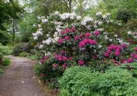 Wiosenna wizytówka wisley - ścieżka pośród olbrzymich różaneczników z grupy Loderi.