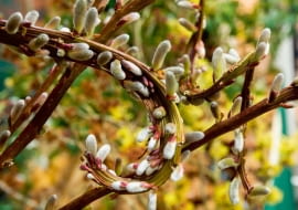 $HNT7CD Salix udensis Sekka, February